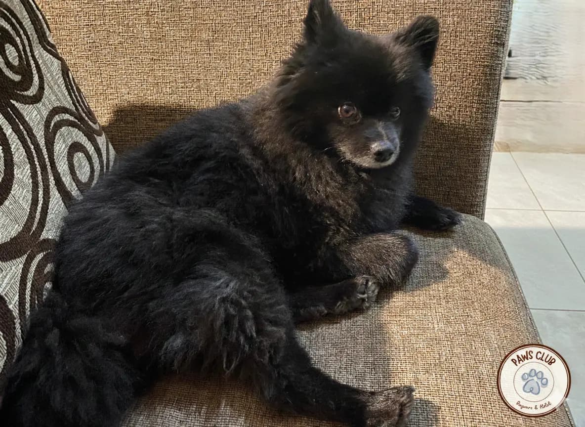 Pomerania descansando en sofá del hotel canino