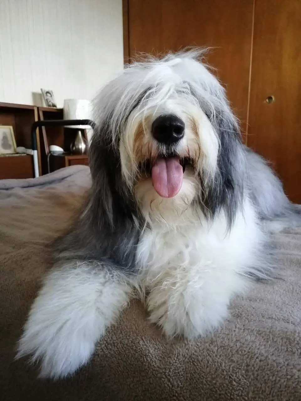 Pomerania en cama del hotel