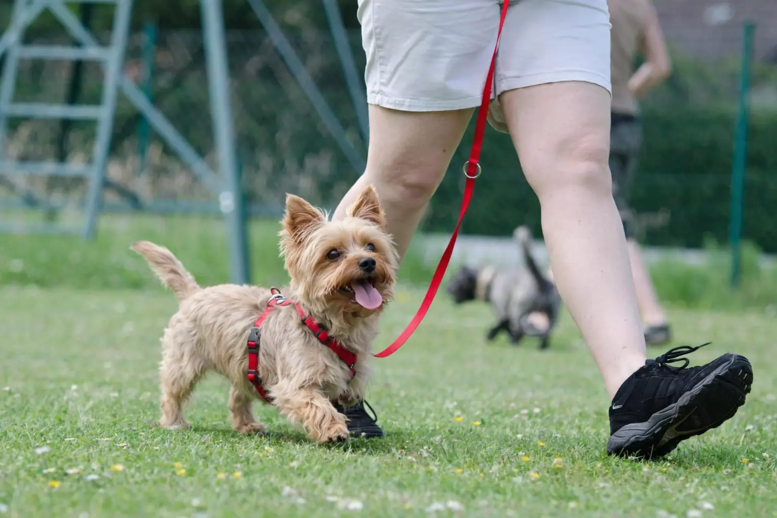 Adiestramiento Canino